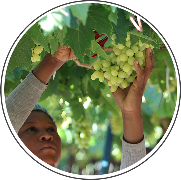 Silverlands Namibia Grapes